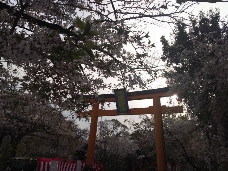 京都の桜どころの写真１