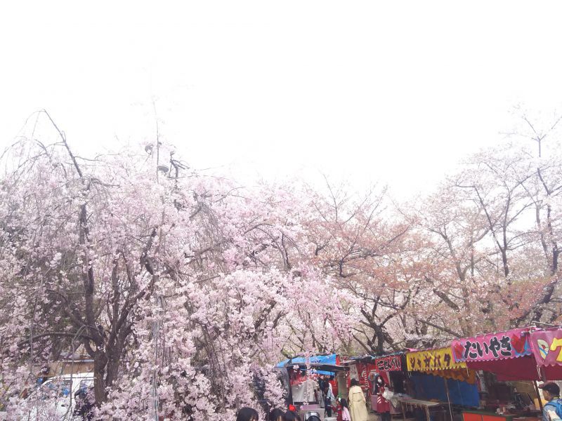 京都の桜どころの写真２