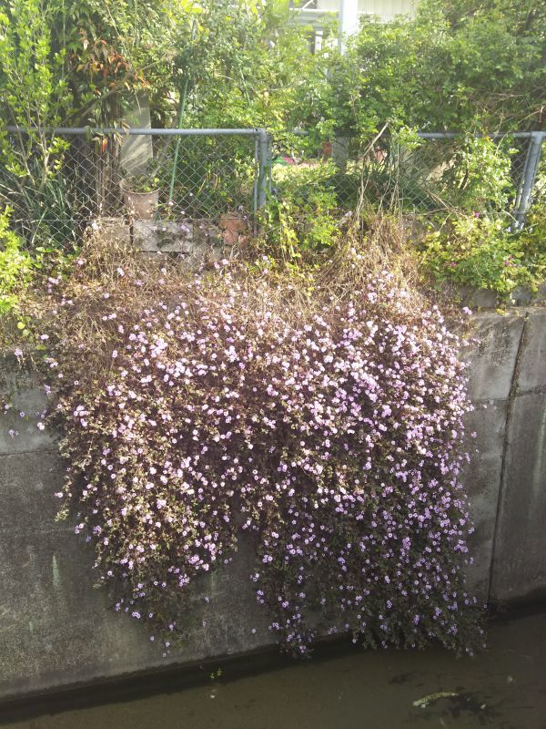 京都の相続税相談室の花