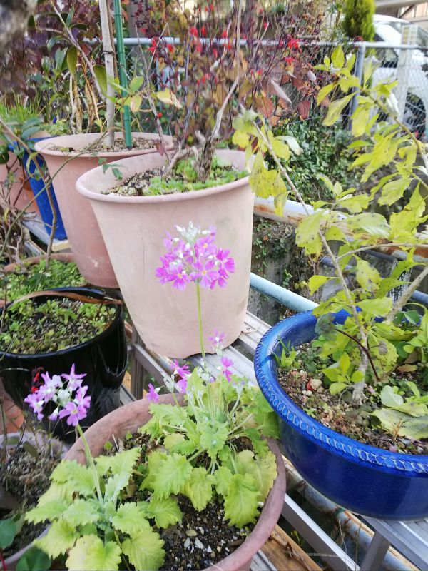 事務所の桜草２０１９（京都市右京区）