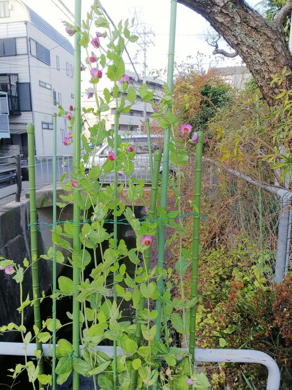 事務所のさやえんどう（京都市右京区）